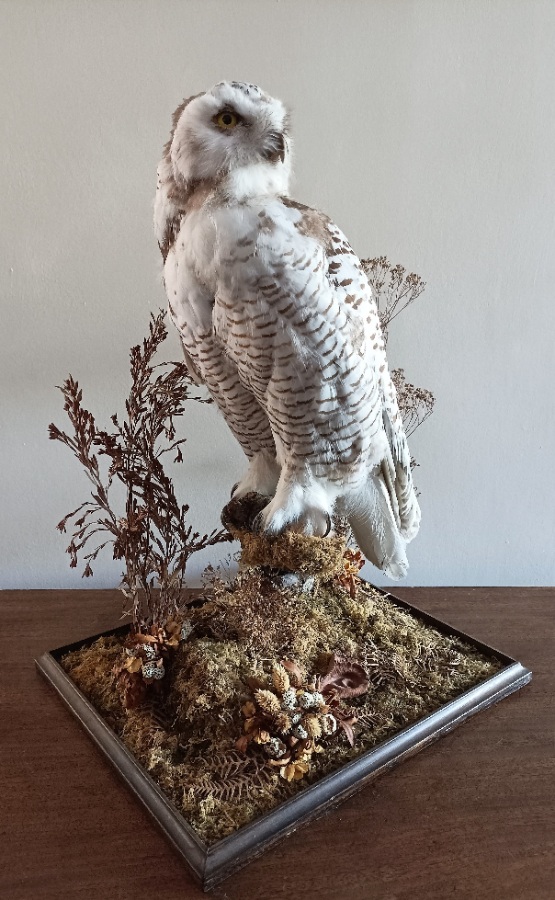 A Cased Taxidermy Snowy Owl, 1920’s (2).jpg